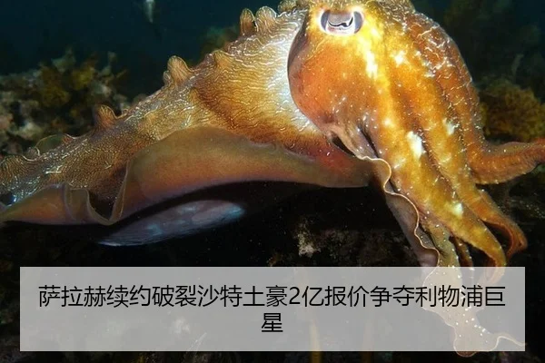 sa-la-he-xu-yue-po-lie-sha-te-tu-hao-yi-bao-jia-zheng-duo-li-wu-pu-ju-xing-2-520.jpg